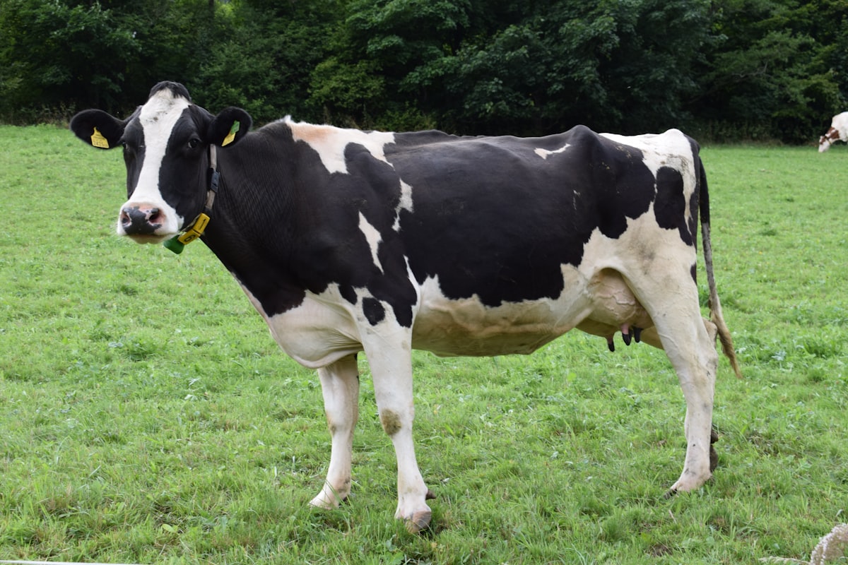 Телёнок